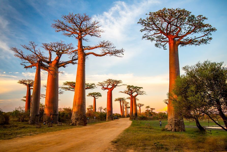 Madagascar Expedition Los L Mures Y Los Baobabs Weroad