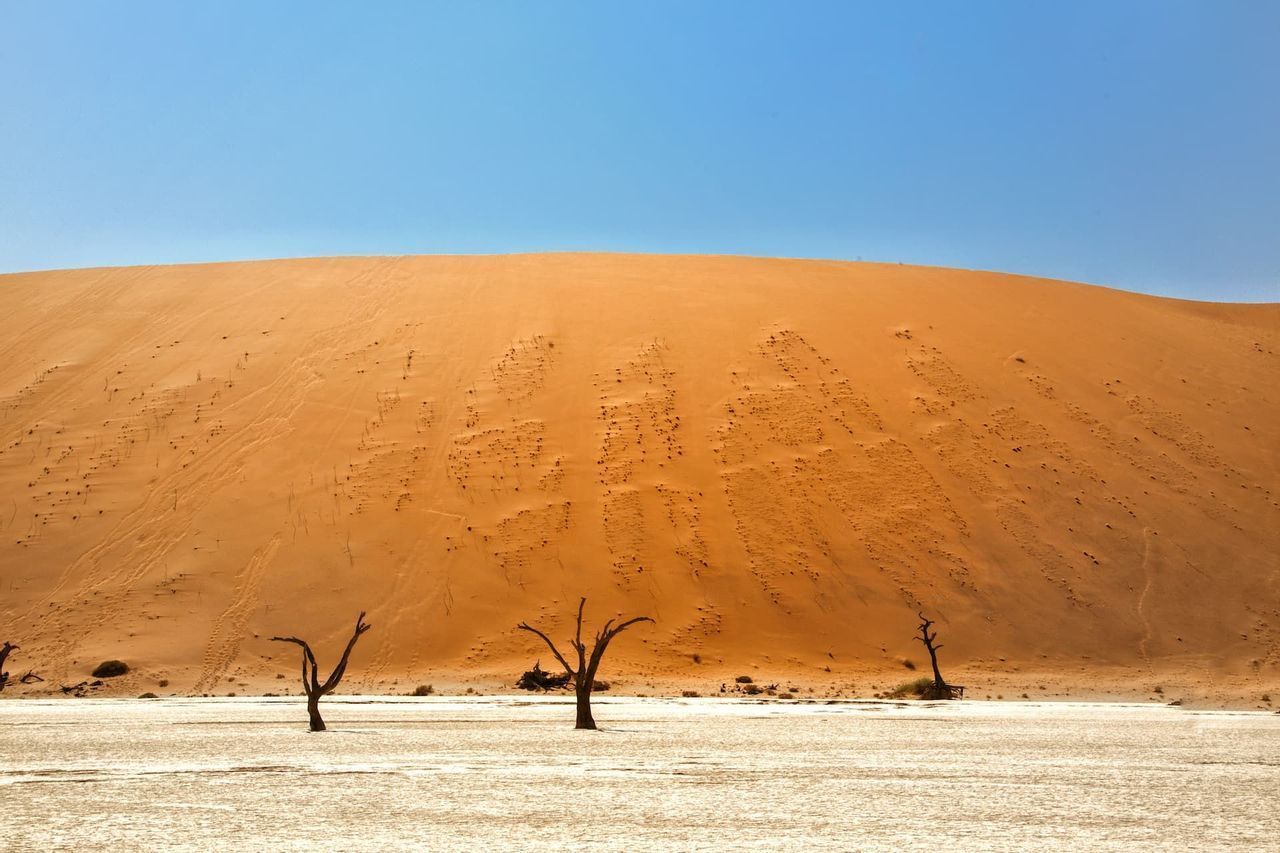 Alberi scheletrici si ergono su una distesa di sale bianca e screpolata di fronte a una grande duna di sabbia arancione sotto un cielo sereno.