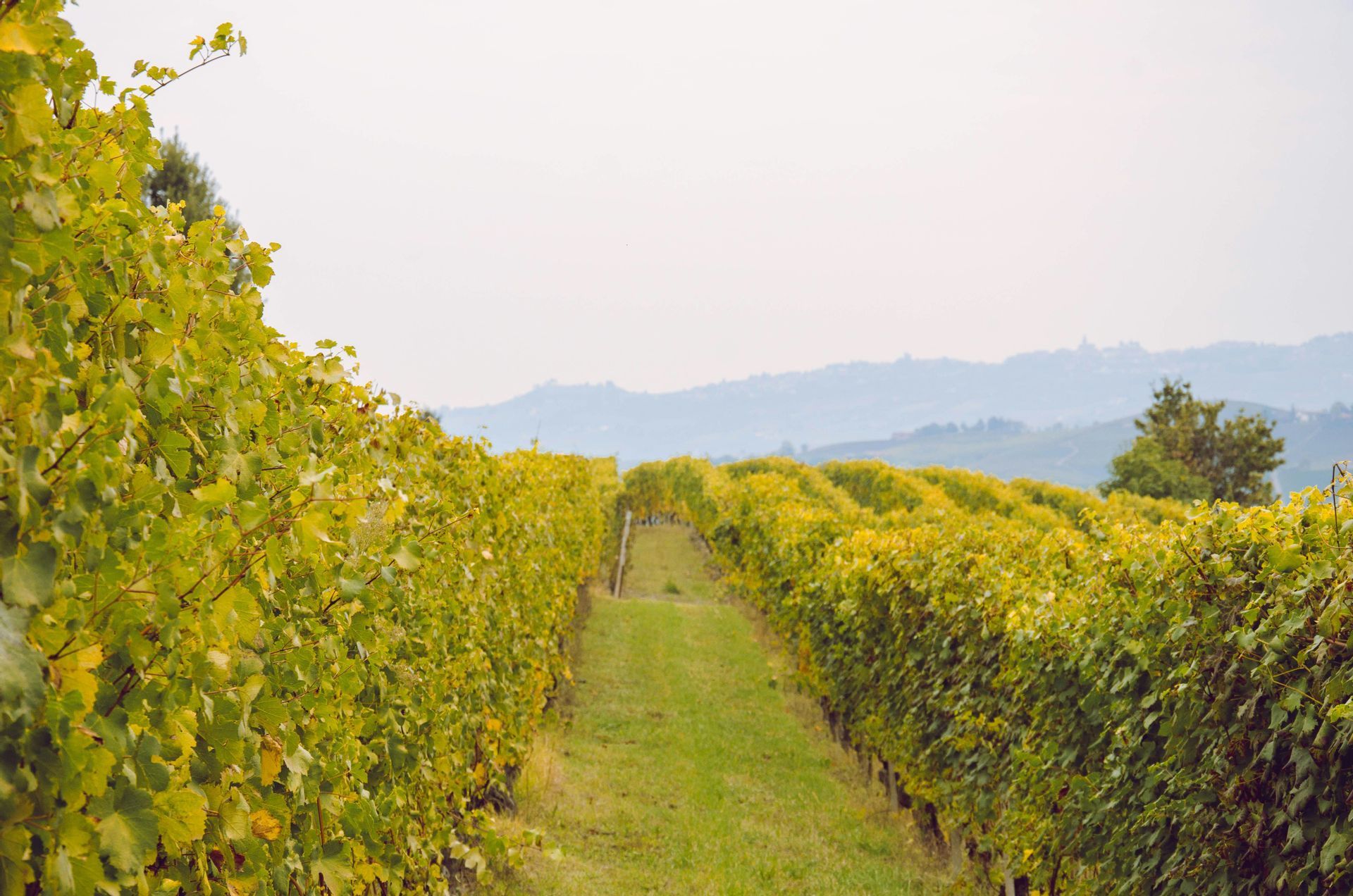 Filarie di viti con foglie ingiallite fiancheggiano un sentiero erboso in un vigneto, con dolci colline sullo sfondo nebbioso.