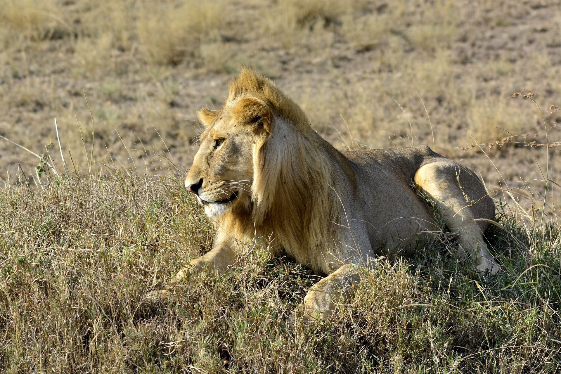 Un lion mâle à la crinière blonde est allongé dans un champ d'herbes hautes et sèches, regardant sur le côté.