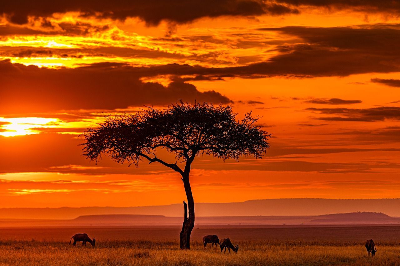 Des antilopes paissent dans une savane sous un acacia en silhouette lors d'un coucher de soleil orange flamboyant.