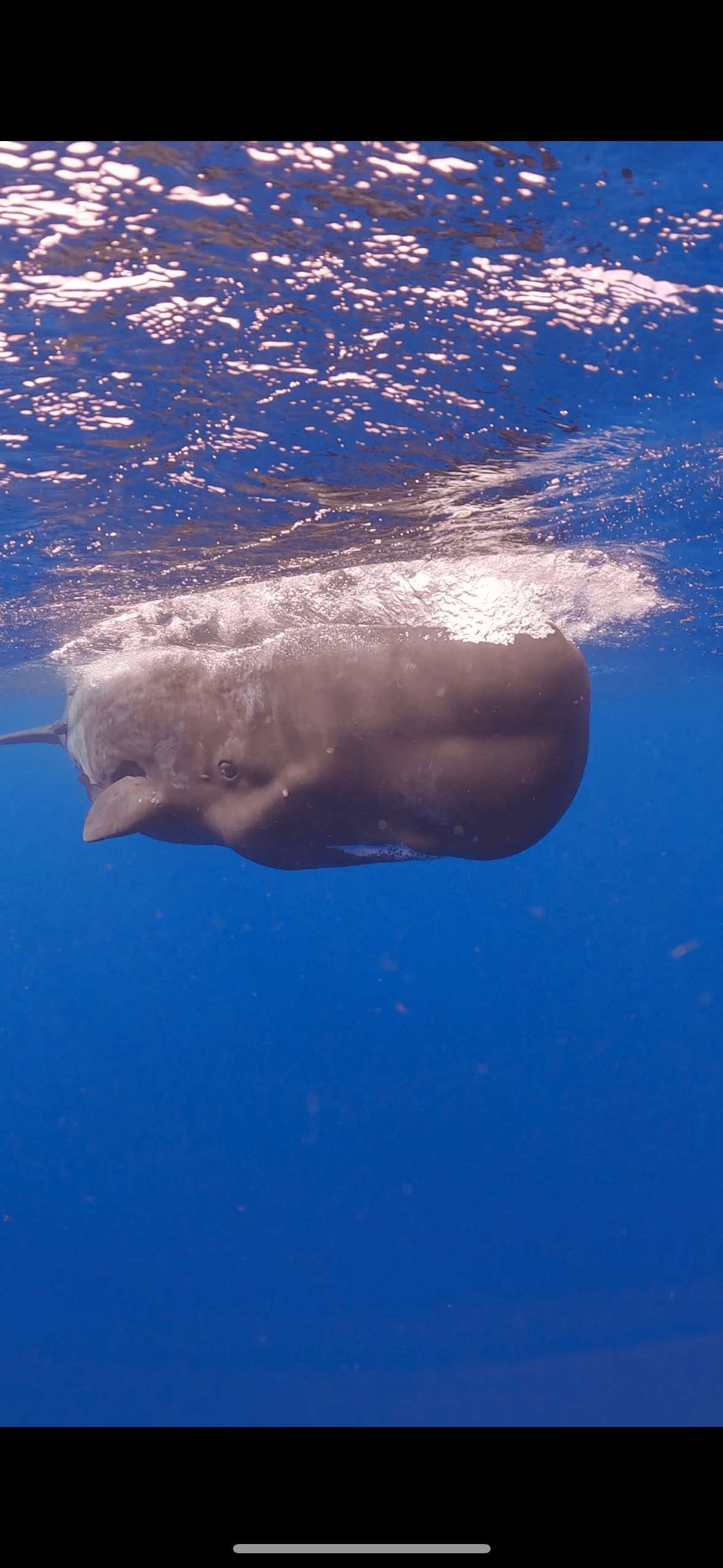 Una vista subacquea di un capodoglio che nuota appena sotto la superficie dell'oceano blu profondo.