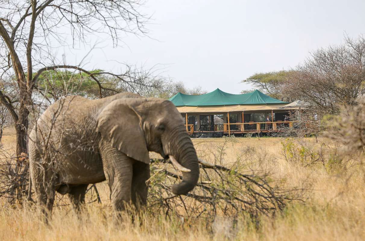 Ein Elefant steht im trockenen Savannengras, im Hintergrund ist eine große Safari-Lodge zu sehen.