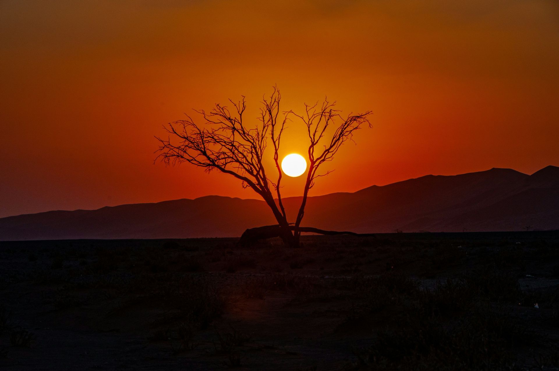 Le soleil couchant brille entre les branches nues d'un arbre en silhouette, avec des montagnes en arrière-plan.