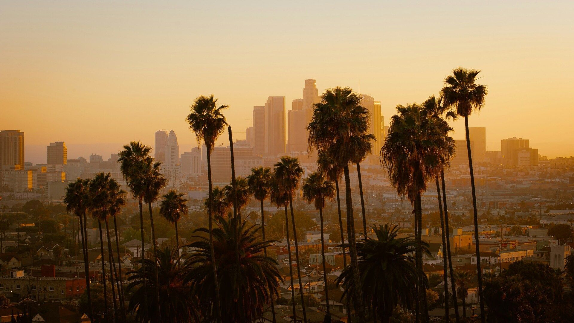 Alte palme si stagliano contro uno skyline cittadino velato, immerso nella luce calda e dorata del tramonto.