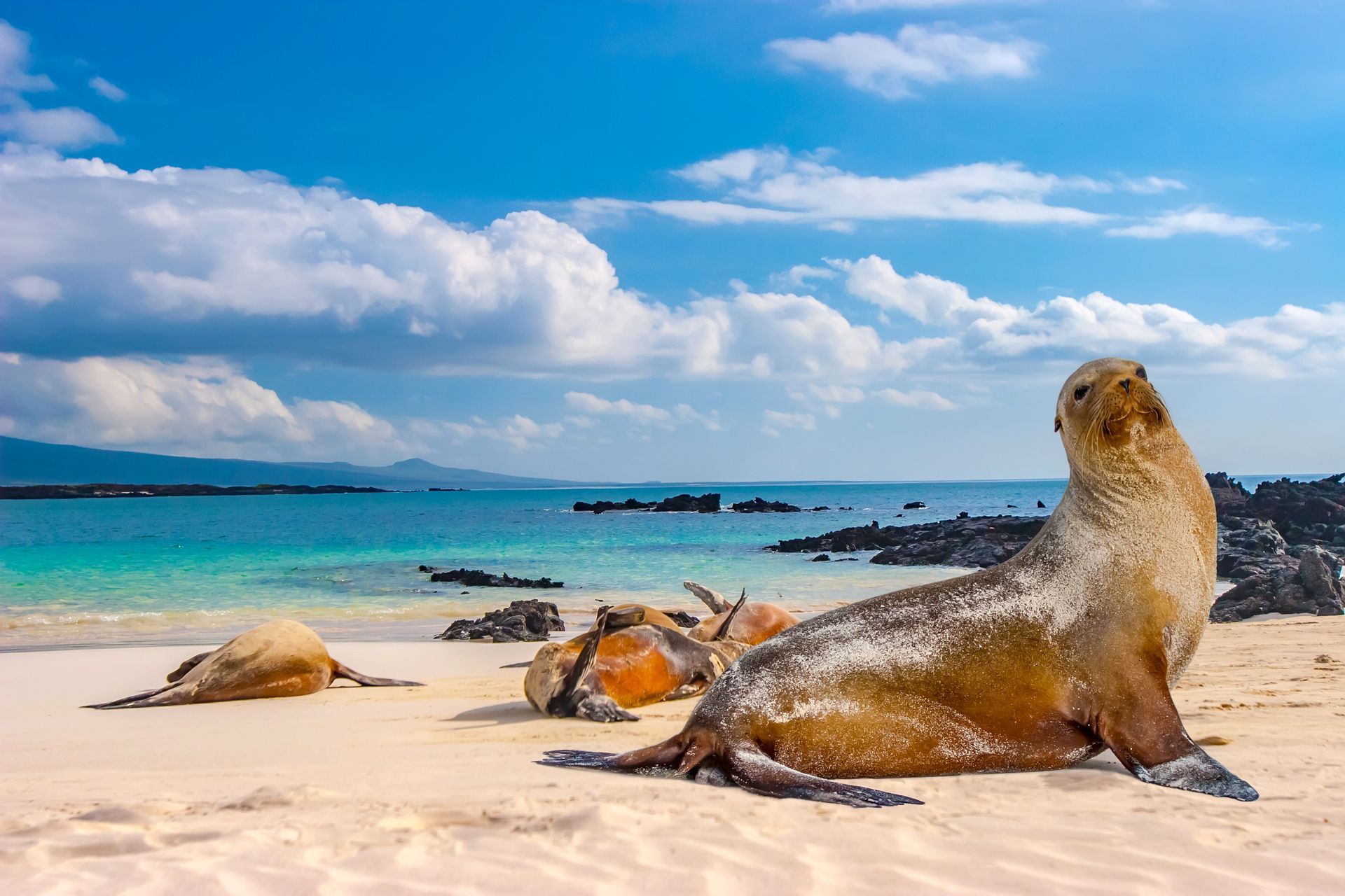 Un grupo de leones marinos descansa en una playa de arena blanca junto al océano turquesa bajo un cielo parcialmente nublado.