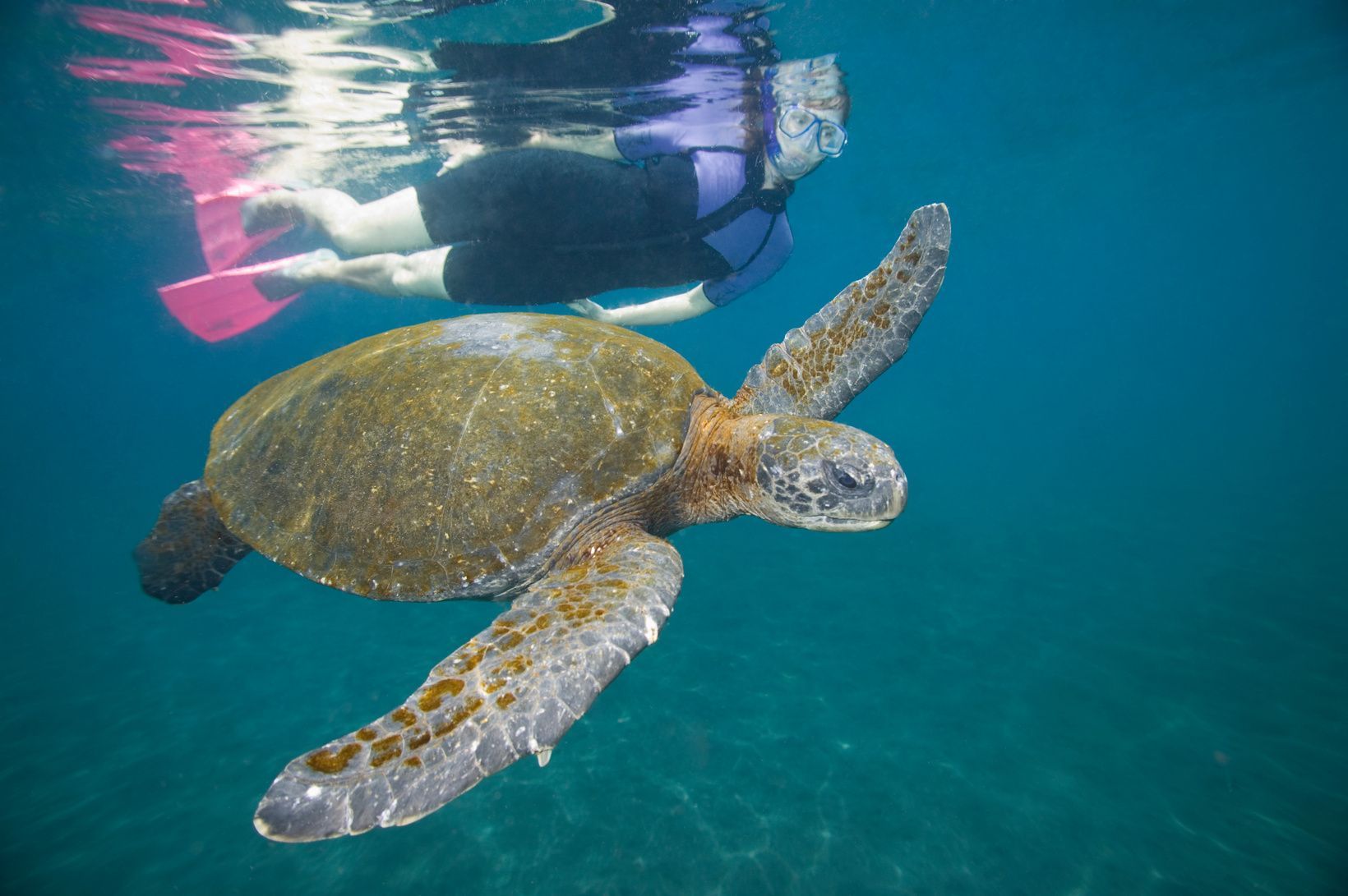 Una persona con equipo de snorkel nada cerca de una tortuga marina gigante en aguas cristalinas, vista desde debajo del agua.