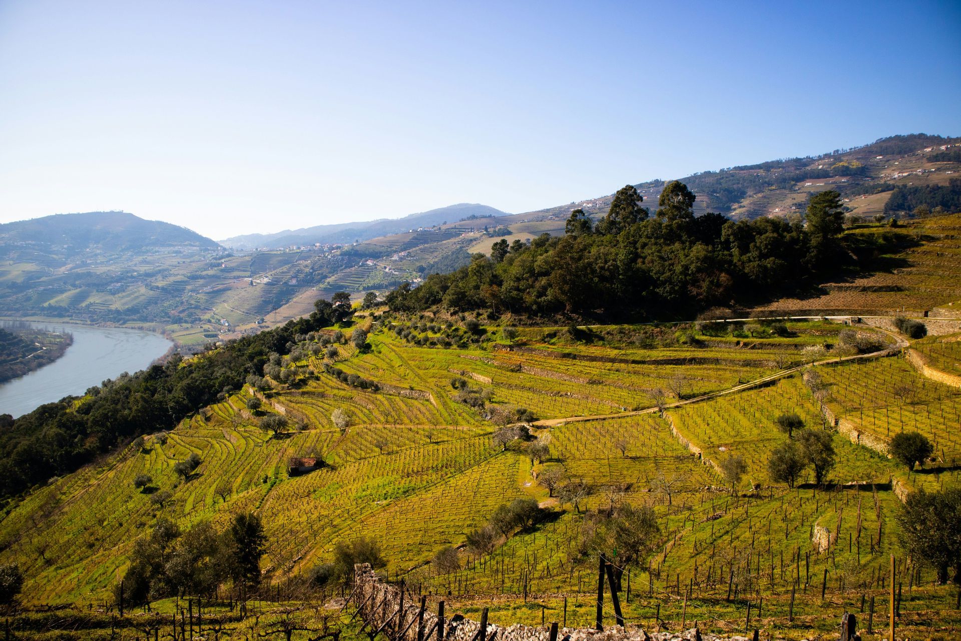 Vigneti a terrazza coprono dolci colline verdi accanto a un fiume sinuoso sotto un cielo azzurro brillante.