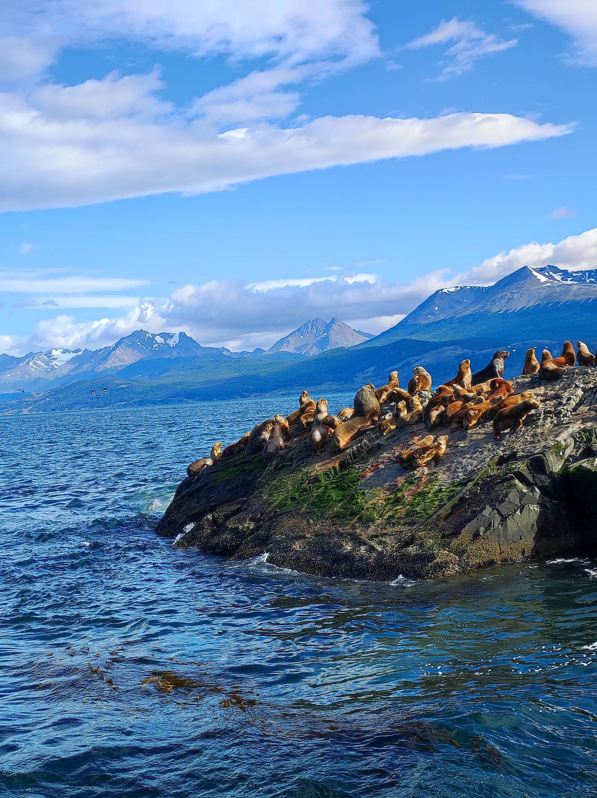 Una colonia di leoni marini riposa su una roccia coperta di muschio nel mare blu, con montagne innevate sullo sfondo.