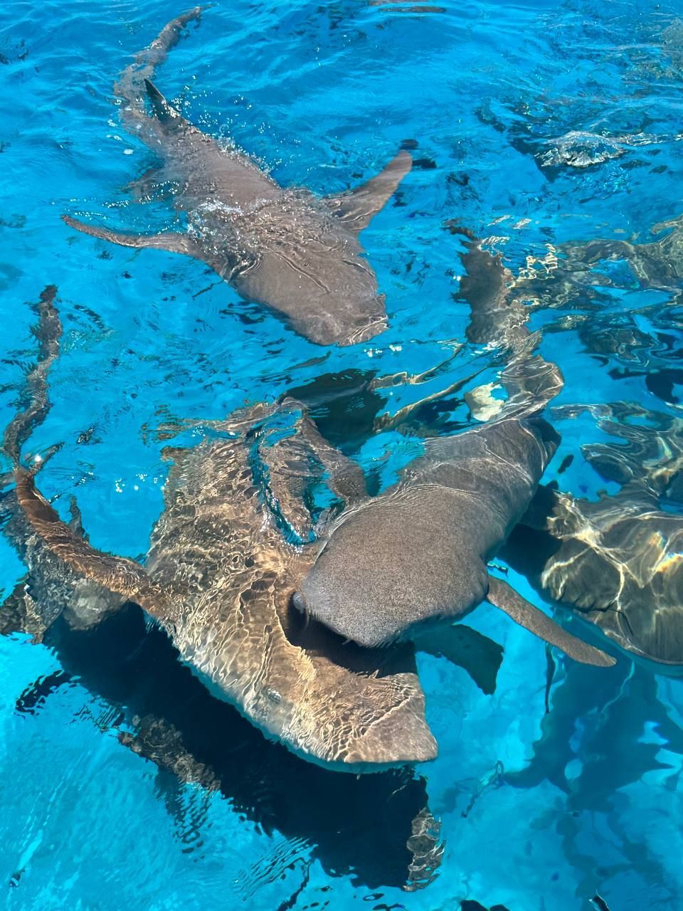 Eine Draufsicht auf mehrere Ammenhaie, die gemeinsam in klarem, leuchtend türkisem Wasser schwimmen.