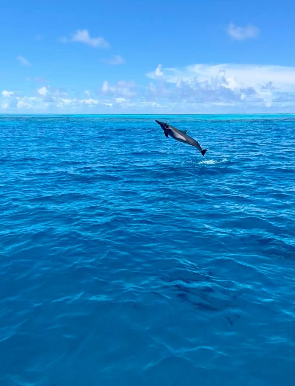 Ein Delfin springt aus dem tiefblauen Ozean unter einem teilweise bewölkten Himmel.
