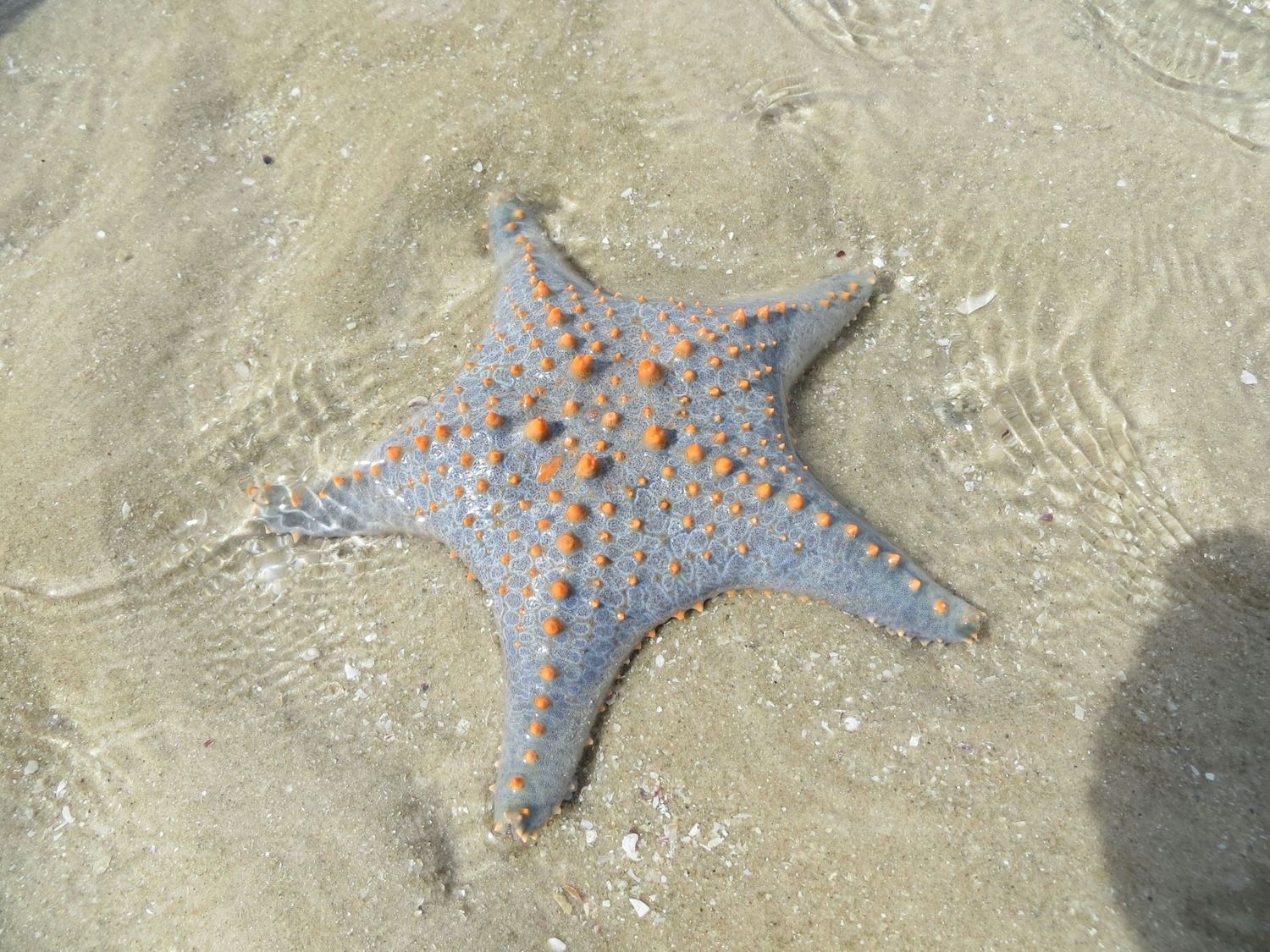 Una stella marina blu-grigia con macchie arancioni in rilievo giace sul fondale sabbioso sotto acqua limpida e poco profonda.