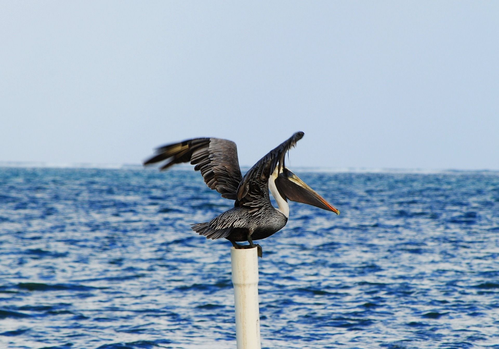 Un pellicano si appollaia su un palo bianco con le ali spiegate e il becco aperto sul mare blu.