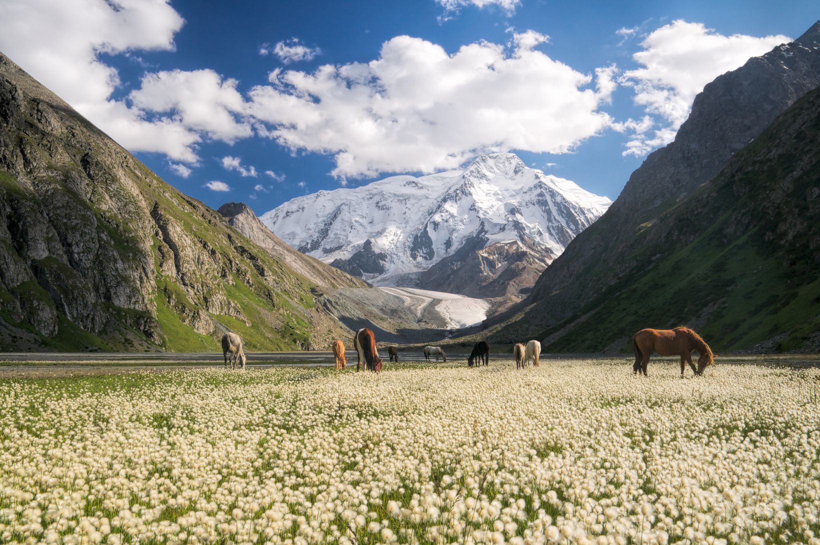 Pferde grasen auf einer Wiese mit weißen Blumen in einem Gebirgstal mit einem gletscherbedeckten Gipfel im Hintergrund.