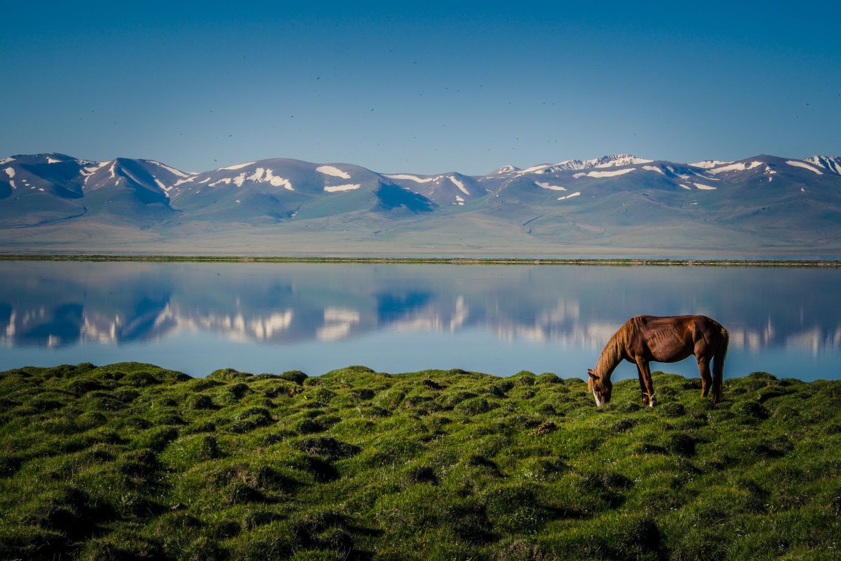 Un cavallo marrone che pascola su una collina verde accanto a un lago che riflette montagne innevate sotto un cielo azzurro chiaro.