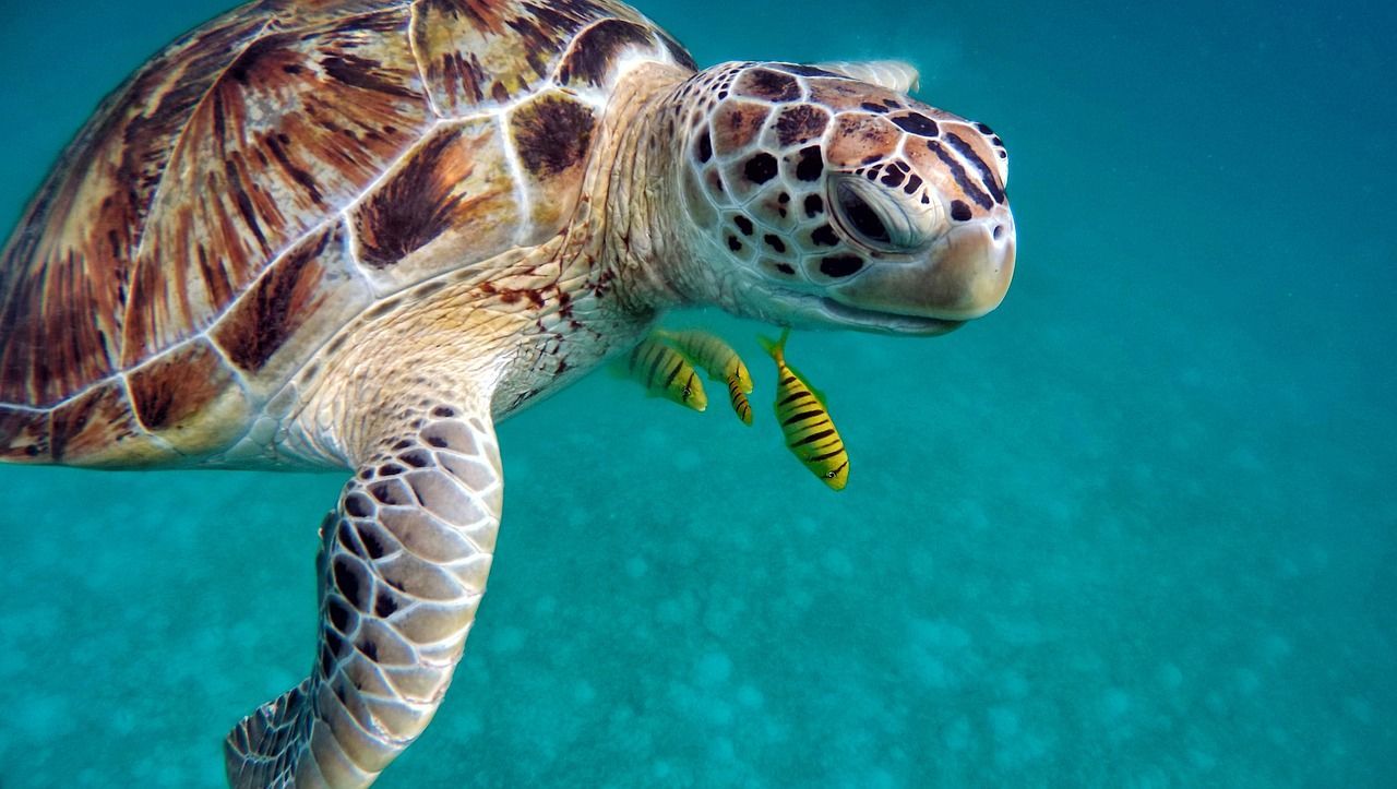 Primo piano di una tartaruga marina che nuota in acqua cristallina, accompagnata da due piccoli pesci a strisce gialle.