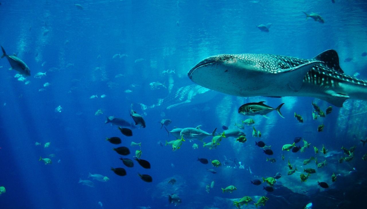 Un grande squalo balena dal motivo maculato nuota in acque blu profonde, circondato da molti pesci più piccoli.