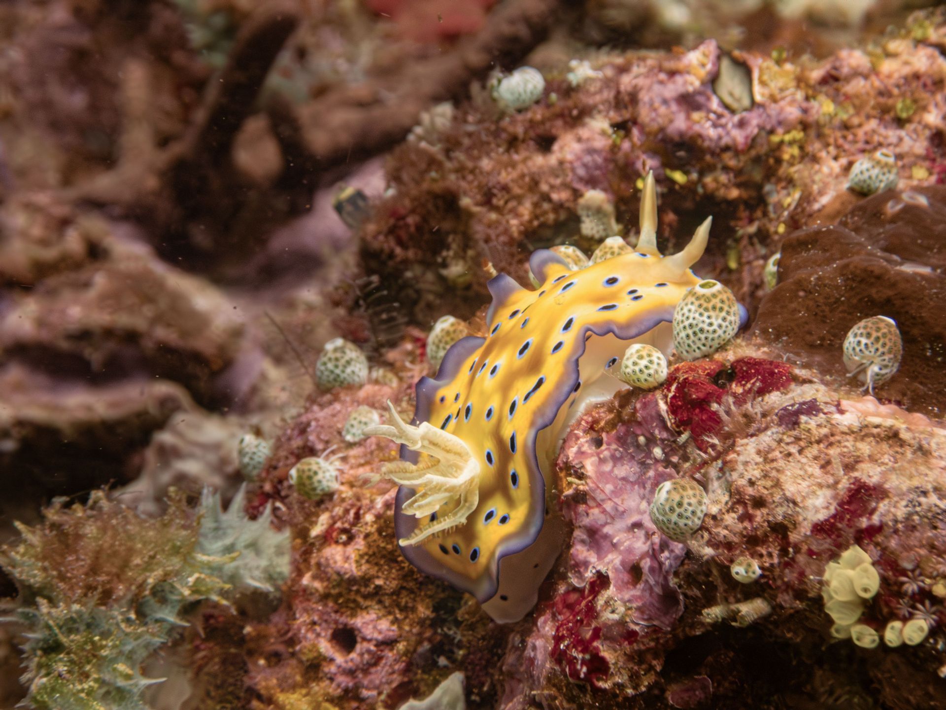 Primer plano de un nudibranquio amarillo y morado con manchas negras deslizándose sobre un arrecife de coral colorido entre pequeñas criaturas marinas.