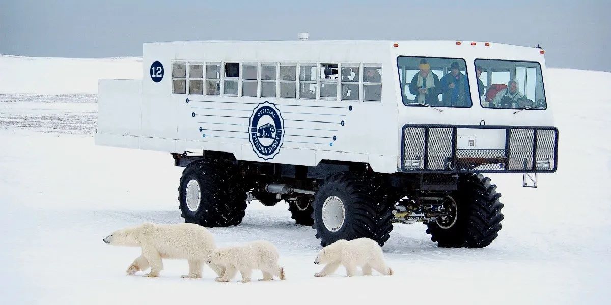 Un'orsa polare madre con due cuccioli cammina nella neve davanti a un grande tundra buggy con a bordo un gruppo WeRoad.