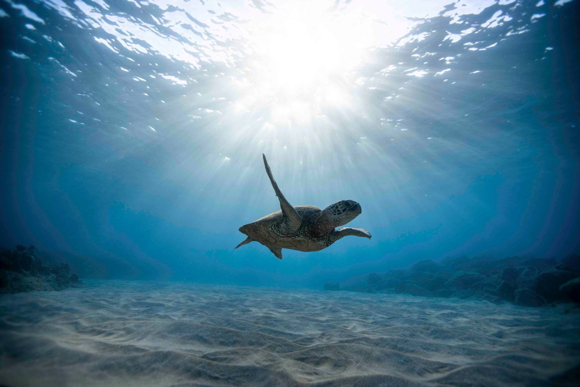 Una tartaruga marina nuota sott'acqua sopra un fondale oceanico sabbioso, illuminata dai raggi del sole dalla superficie.
