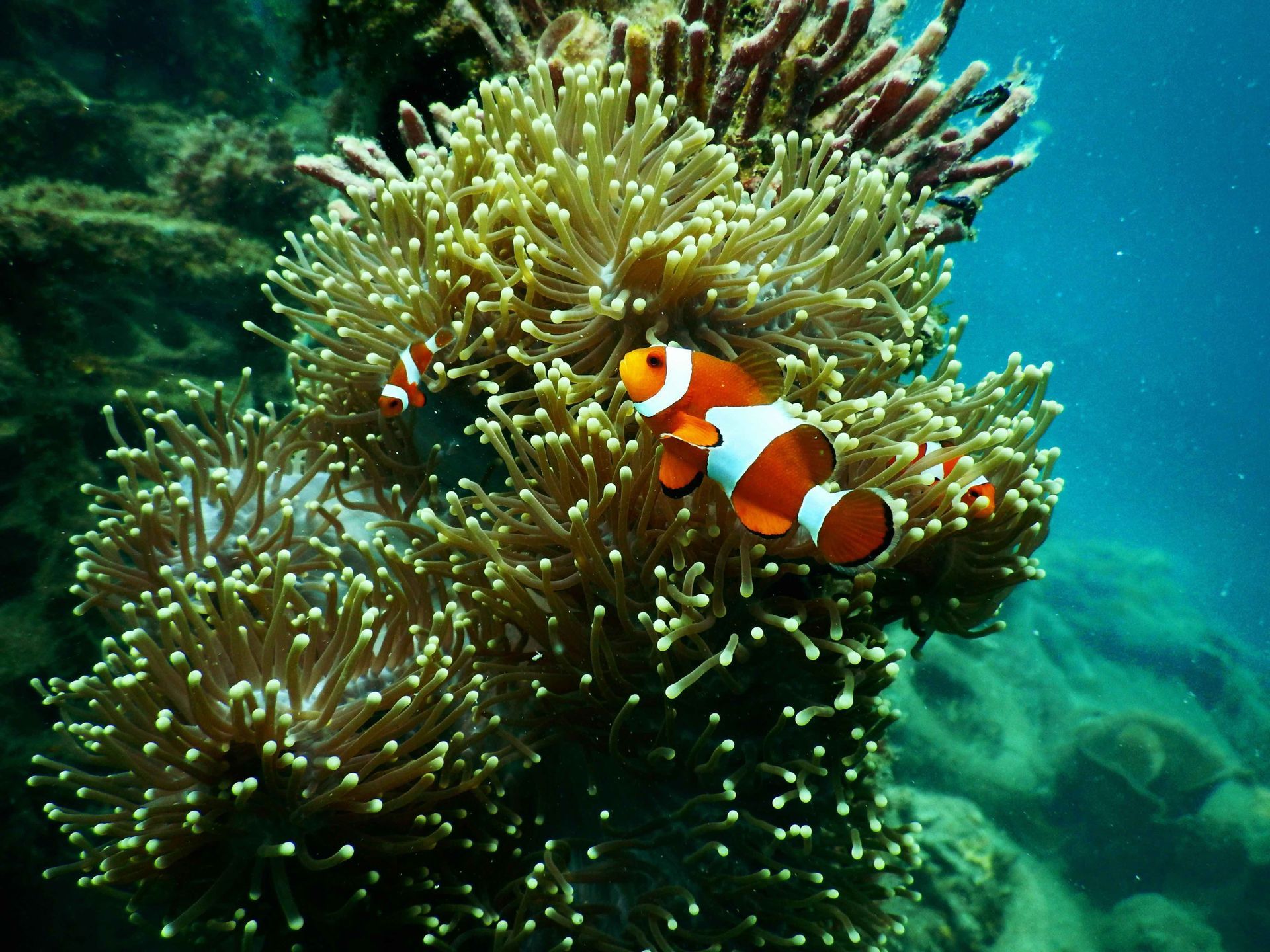 Due pesci pagliaccio arancioni e bianchi nuotano tra i tentacoli verdi di un'anemone di mare su una barriera corallina.