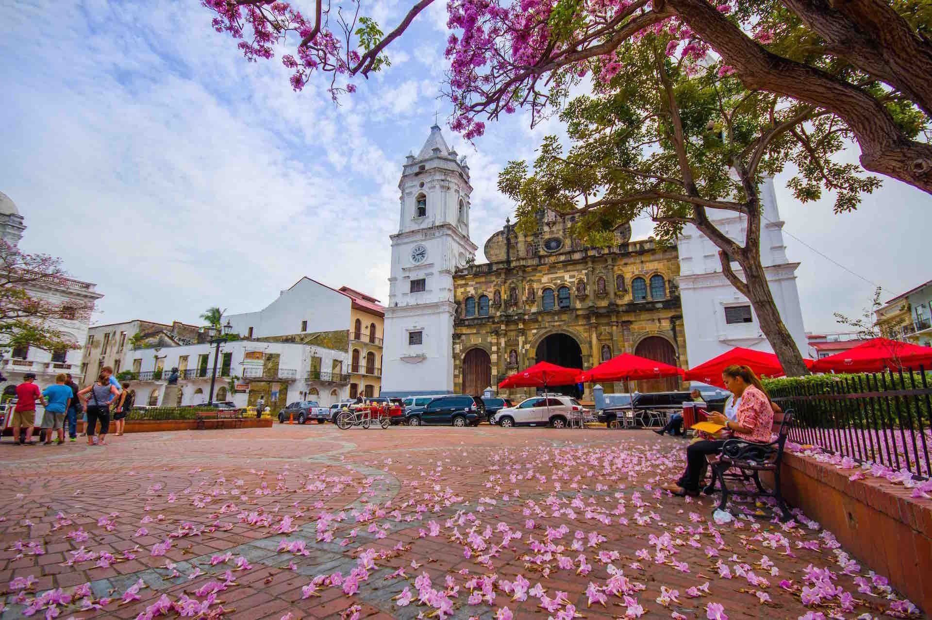 Fiori rosa caduti da un albero su una piazza di mattoni, di fronte a una chiesa coloniale con campanile bianco.