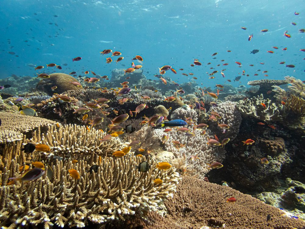 Bancos de peces pequeños y coloridos nadan sobre un extenso arrecife de coral en aguas cristalinas.