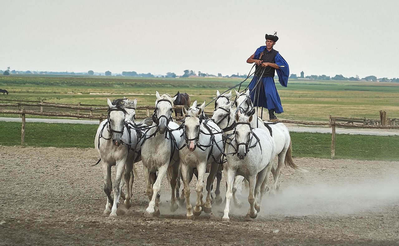 Ein Reiter in traditioneller blauer Kleidung steht auf zwei weißen Pferden und lenkt ein größeres Pferdegespann in einem staubigen Gehege.