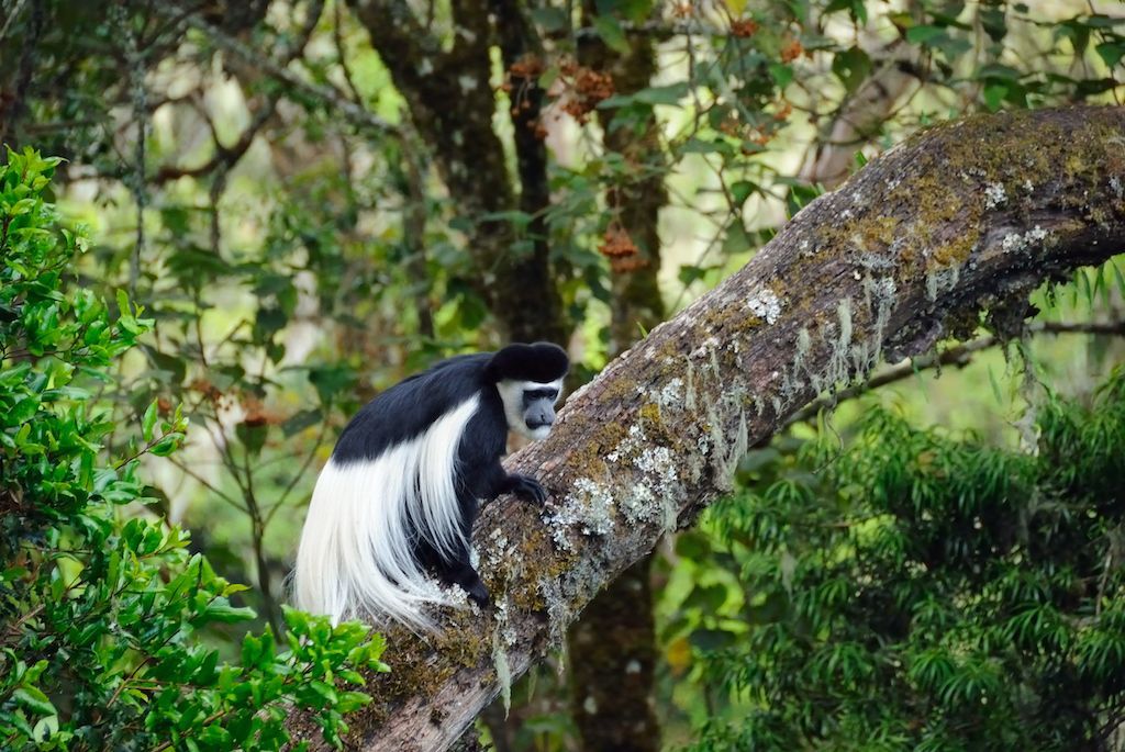 Una scimmia colobo bianca e nera, con una lunga coda bianca, è seduta su un ramo d'albero muschioso in una fitta foresta verde.
