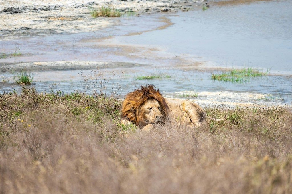 Un leone maschio con una folta criniera riposa nell'erba alta sulla sponda di una pozza d'acqua fangosa.