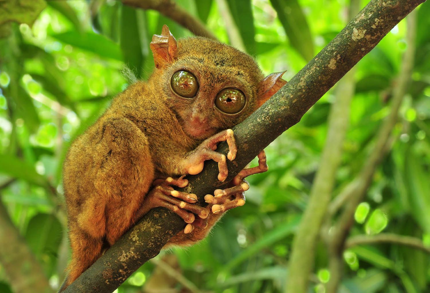 A small tarsier with large eyes clings to a tree branch amidst lush green foliage.