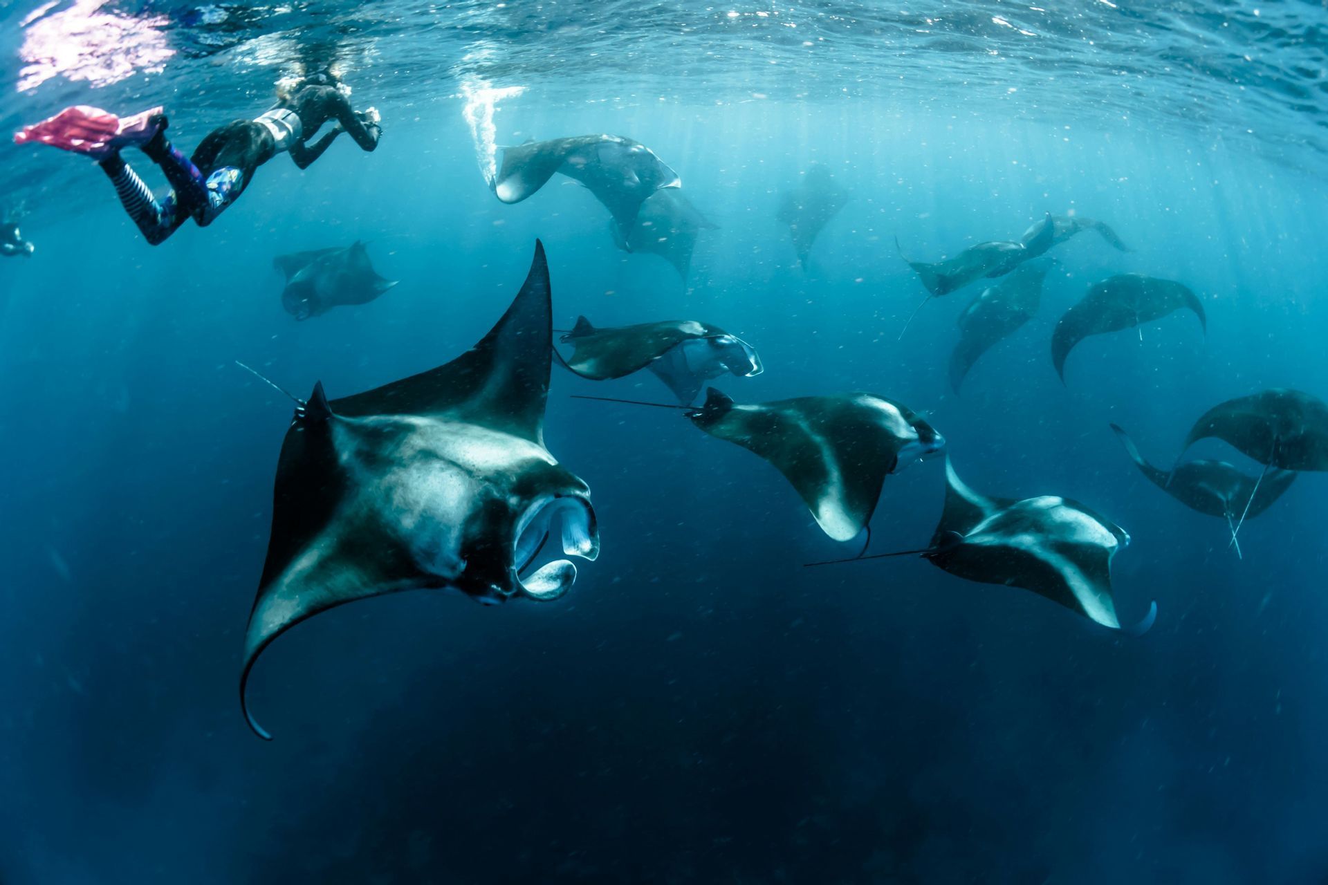 Un plongeur avec tuba d'un groupe WeRoad nage avec un grand banc de raies manta dans des eaux d'un bleu profond.