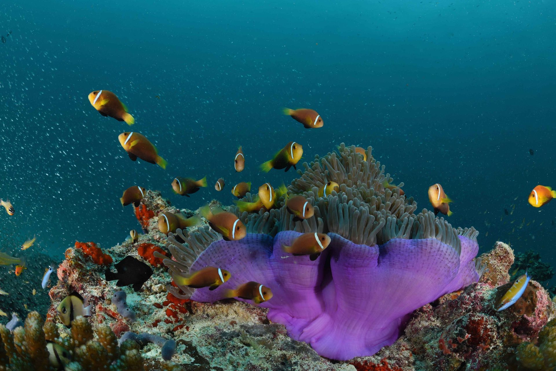 Un banc de poissons-clowns nage autour d'une grande anémone de mer violette sur un récif corallien coloré dans des eaux d'un bleu profond.