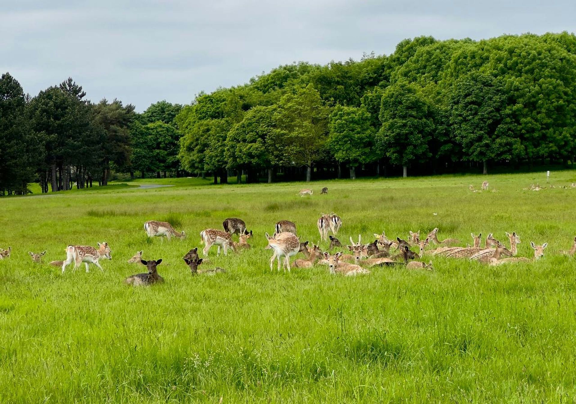 Un troupeau de cerfs se reposant et broutant dans un grand champ vert avec une ligne d'arbres en arrière-plan.