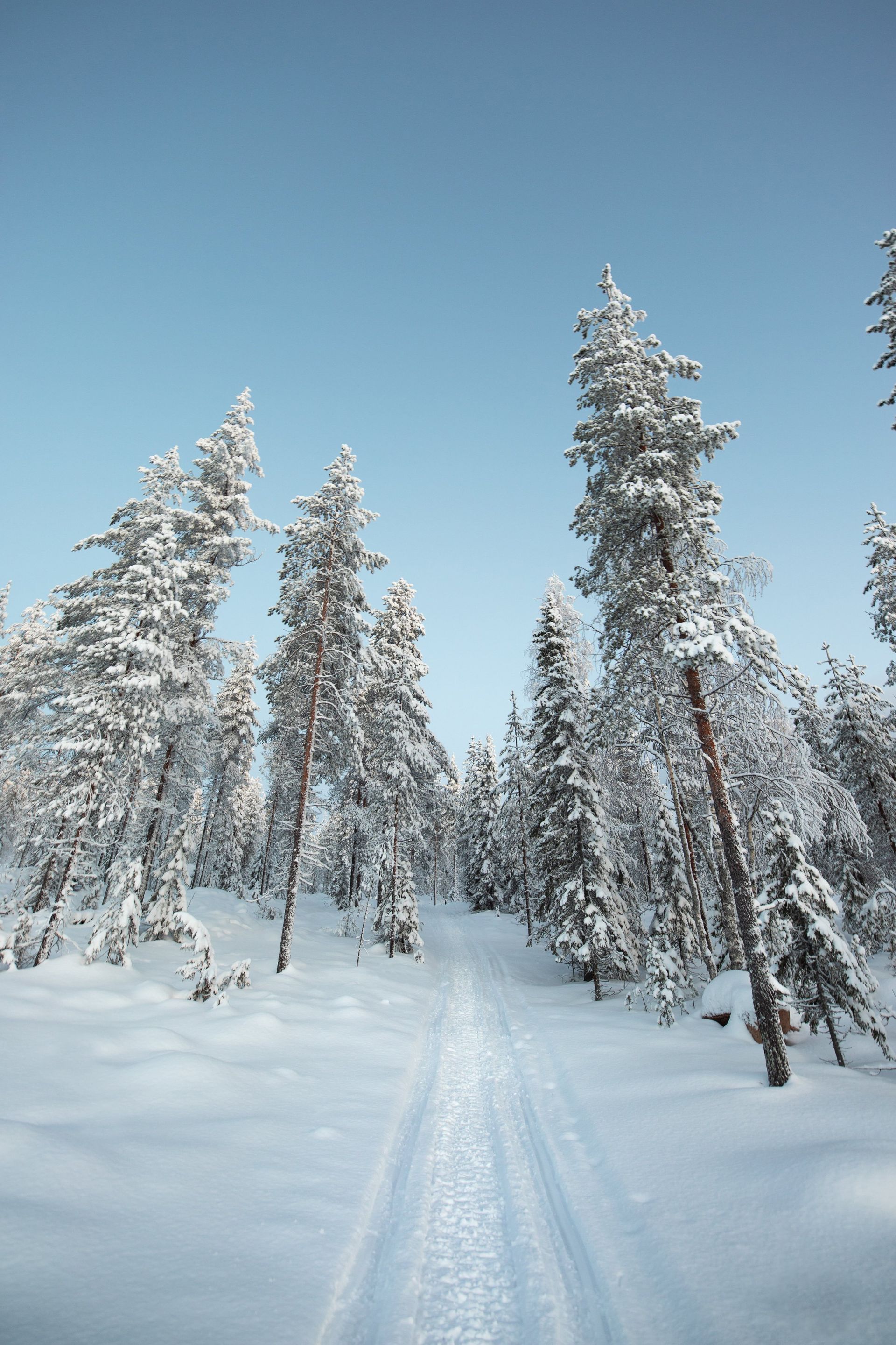 Un sentiero tracciato si snoda in una foresta di alti pini innevati sotto un cielo azzurro e limpido.