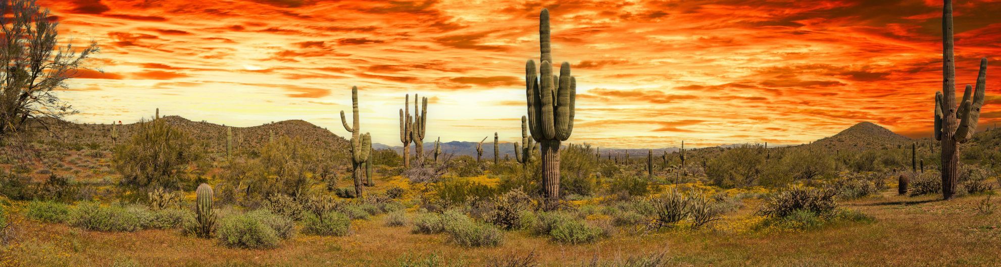 Un paesaggio desertico panoramico pieno di cactus saguaro e arbusti sotto un cielo drammatico arancione e rosso.