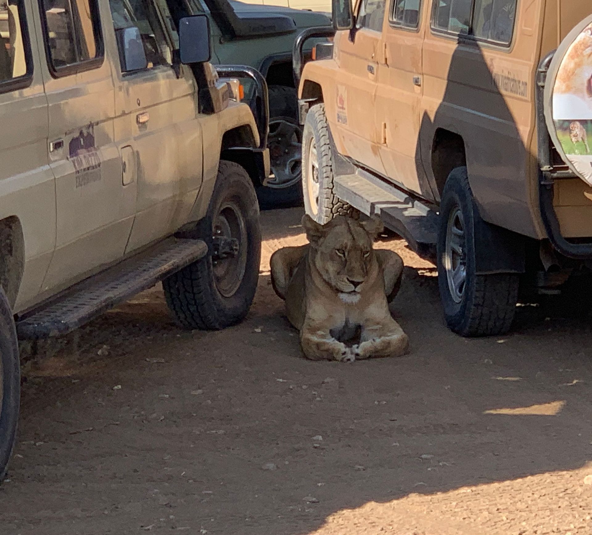 Eine Löwin ruht im Schatten auf dem sandigen Boden zwischen zwei geparkten Safari-Jeeps.