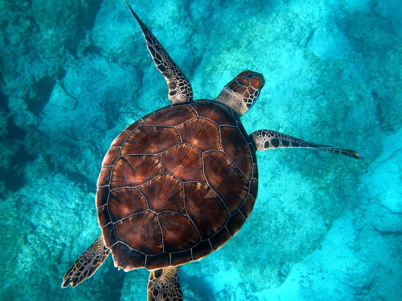 Una gran tortuga marina con un caparazón de patrón marrón nada en agua clara de color turquesa sobre un fondo marino rocoso.