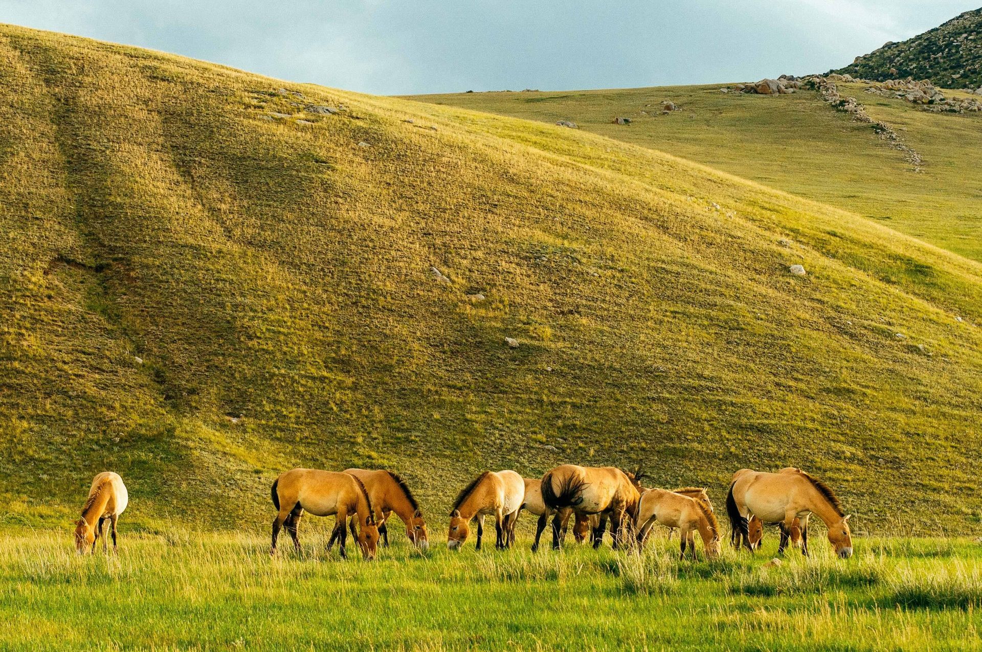 Un troupeau de chevaux beiges broute dans un champ verdoyant devant une grande colline herbeuse et vallonnée sous un ciel pâle.