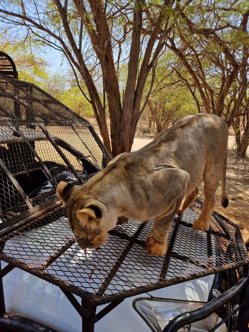 Una leonessa è sul cofano protetto di un veicolo da safari bianco, leccando la griglia metallica sotto alberi frondosi.
