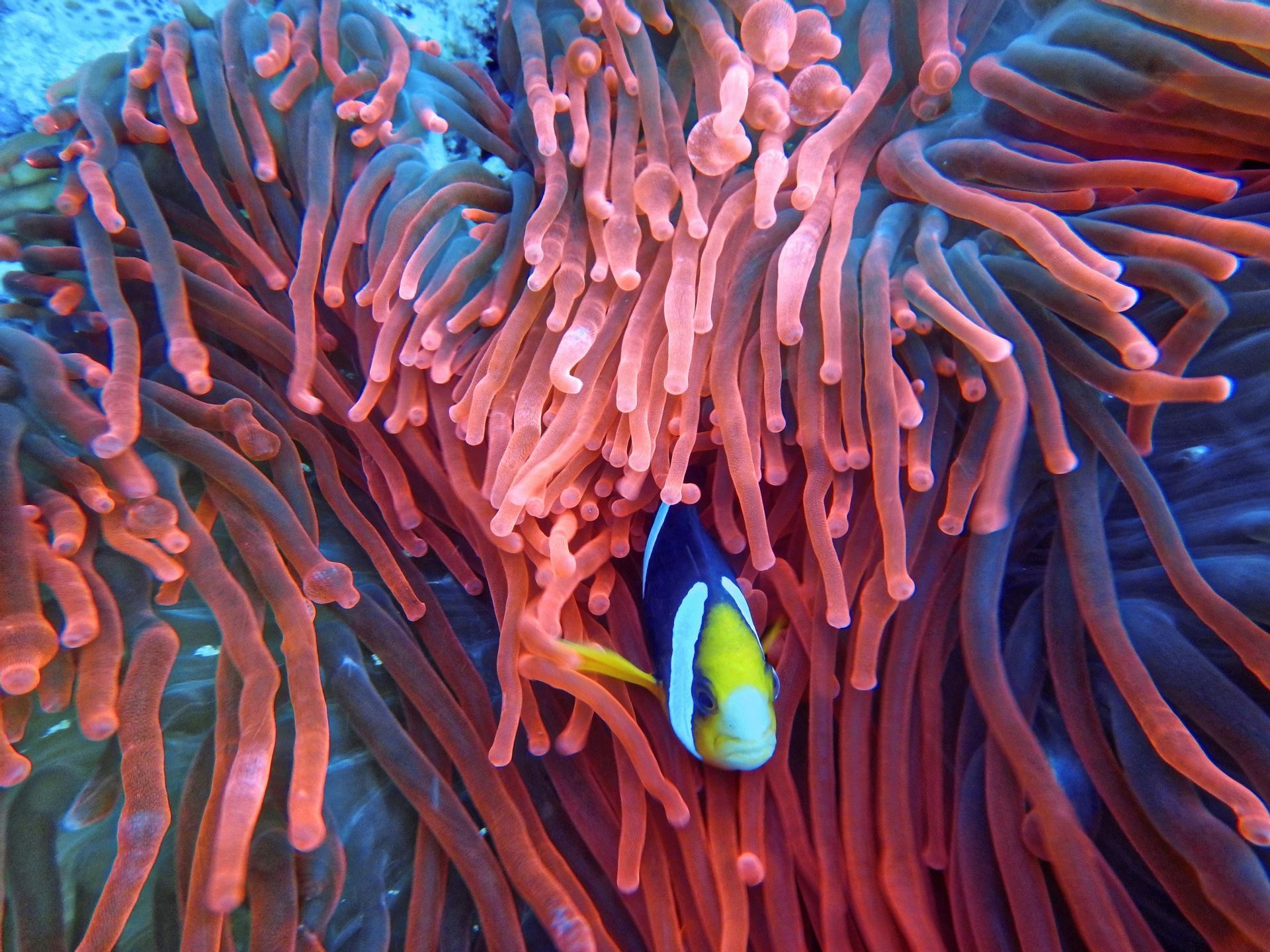 Un pesce pagliaccio con strisce gialle, nere e bianche si nasconde tra i tentacoli rosa di un'anemone di mare.