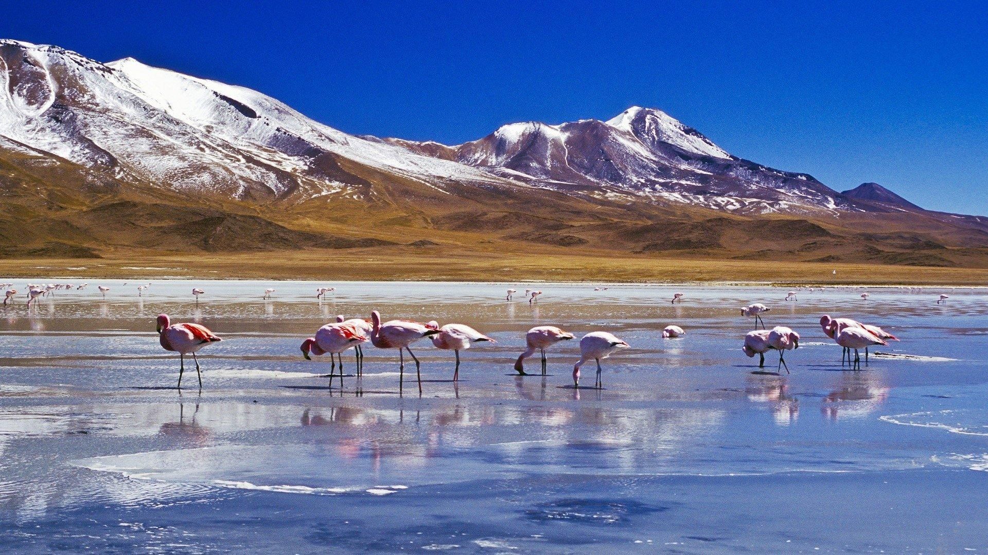 A flock of pink flamingos stands in a partially frozen lake, with snow-capped mountains rising in the background under a clear blue sky.
