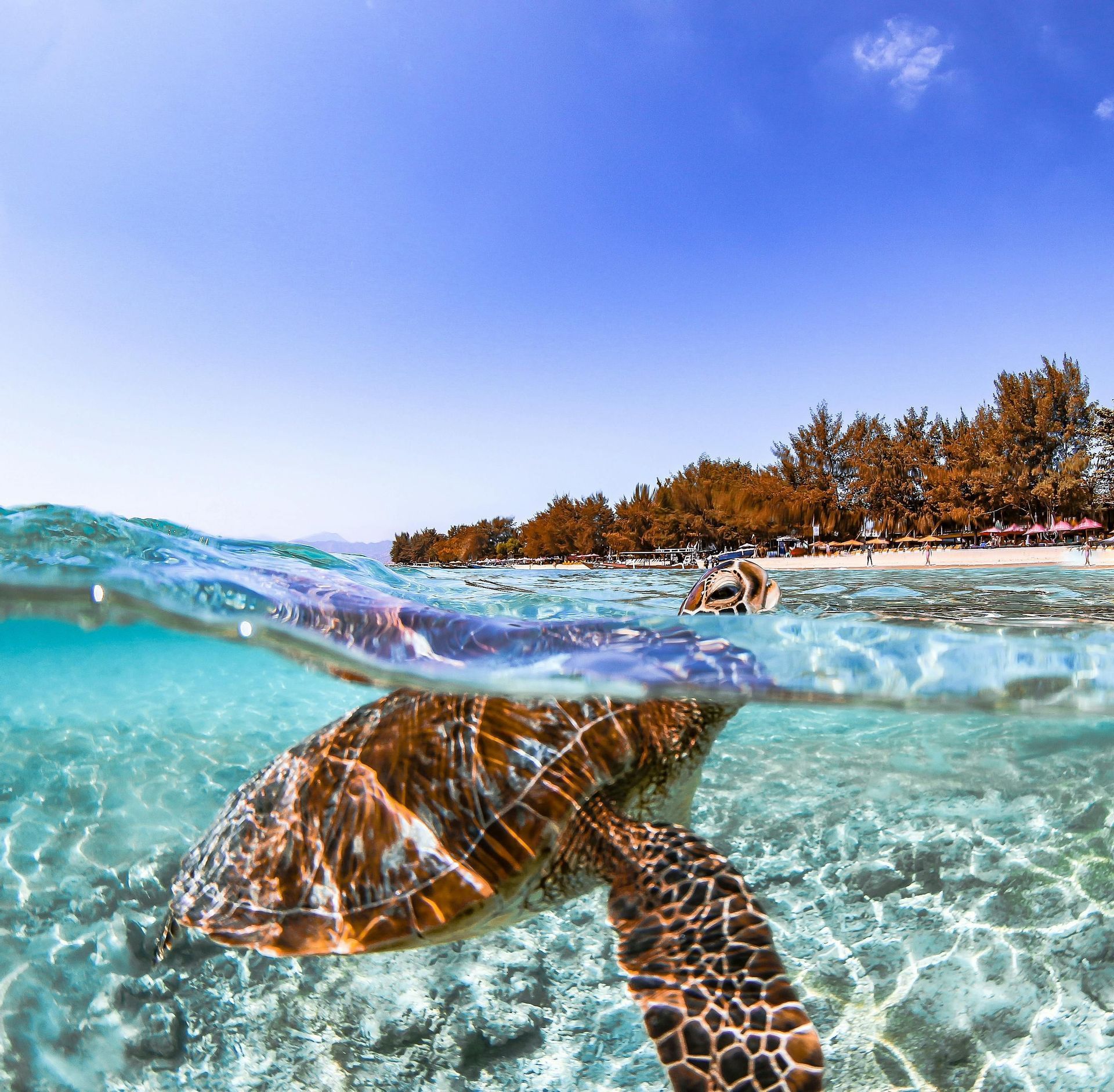 Eine zweigeteilte Ansicht einer Meeresschildkröte, die in klarem, seichtem Wasser schwimmt, mit einem tropischen Strand, der über der Oberfläche sichtbar ist.