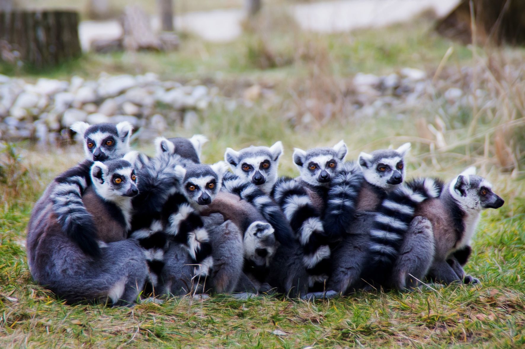 A large group of ring-tailed lemurs huddled together on a patch of grass.