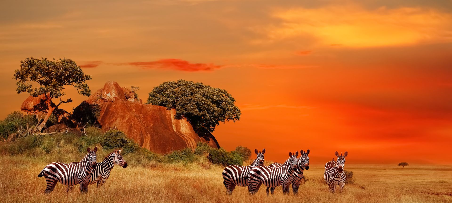 Una mandria di zebre in piedi in una savana erbosa con un affioramento roccioso sotto un vibrante cielo arancione al tramonto.