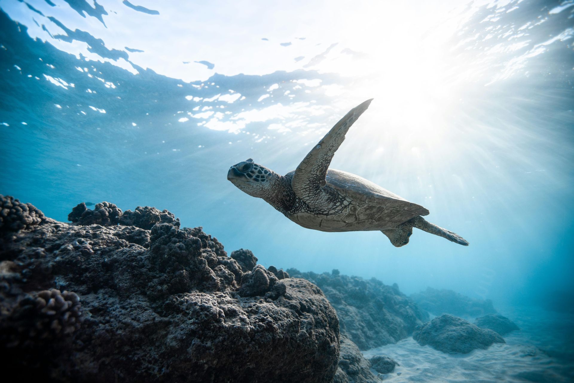 Una vista subacquea di una tartaruga marina che nuota su un fondale marino roccioso mentre la luce del sole filtra attraverso la superficie dell'acqua.