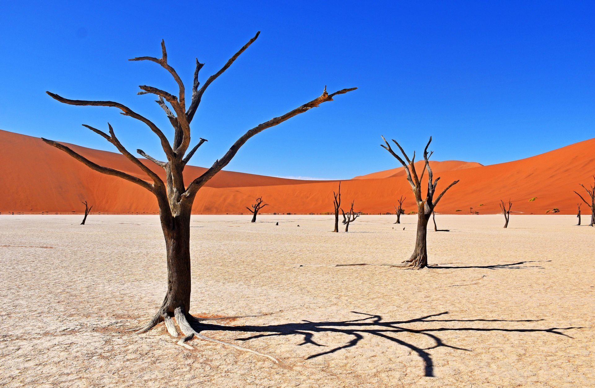 Alberi morti si ergono su una piana di sale screpolata davanti a grandi dune di sabbia arancioni sotto un limpido cielo azzurro.