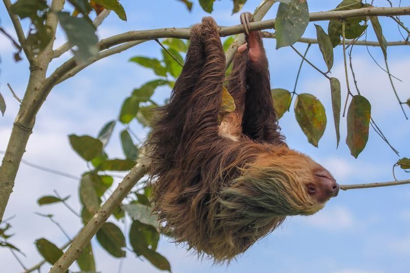 Un bradipo dal pelo marrone è appeso a testa in giù da un sottile ramo d'albero, con foglie verdi e un cielo blu sullo sfondo.