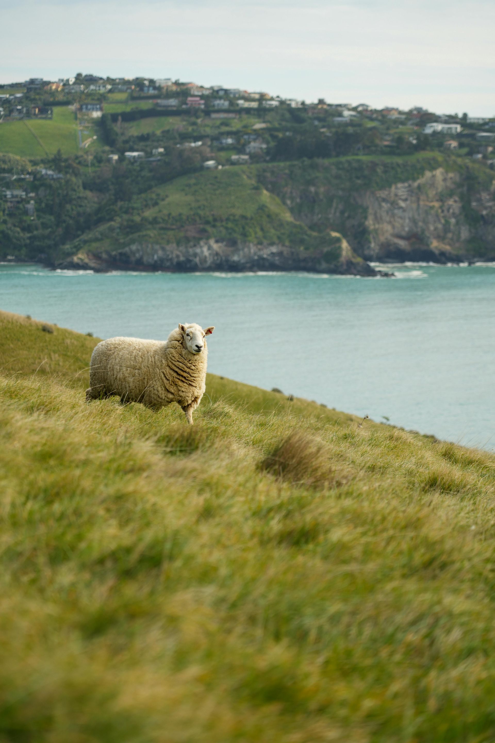 A single woolly sheep stands on a grassy hillside overlooking a body of water with a town on the opposite shore.