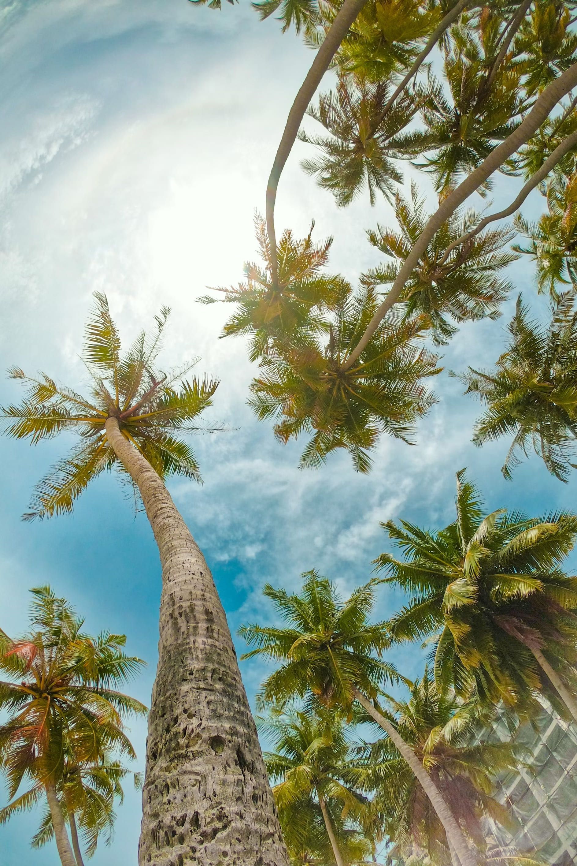 Vista de ojo de pez en contrapicado de palmeras altas con frondas verdes contra un cielo azul brillante y el sol.